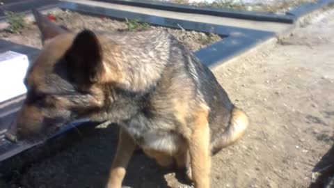 People said she was guarding her owners grave, but one rescuer uncovered something stunning