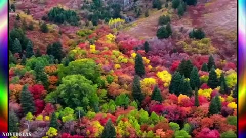 10 most beautiful forests in the world.