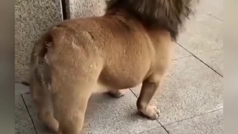 Doggy version of Simba spotted.