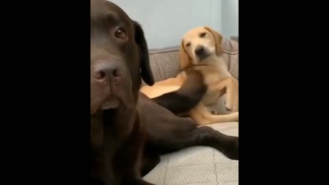 hysterical dog videos