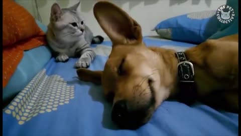 Prank Pets | Funny Pet Video