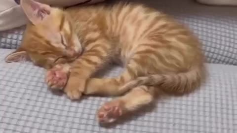 Adorable Sleepy Cat