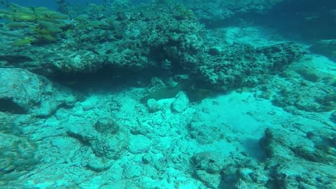 188 Playful Shark on Molasses Reef