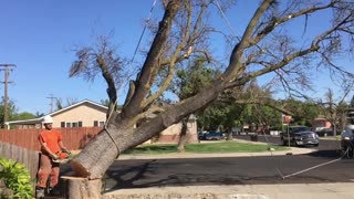 Dead Tree Removal