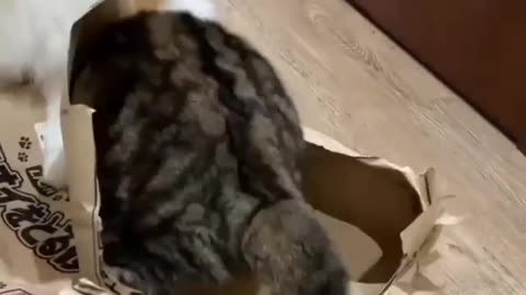 Cat Roasting his friend