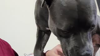 Dog Nudges Owner to Continue Petting