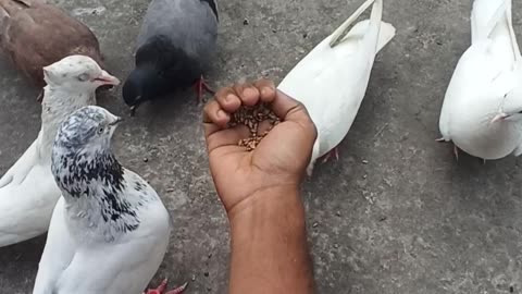 Pigeon Loves