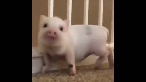 cute little pig dancin...Don't Miss This One