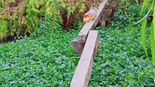 Narrow Bridge Can't Stop Corgi