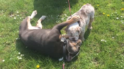 Gentle Bulldog Lets Puppy Climb All Over Him