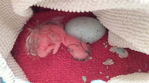 Newborn Robin adorably tries to get comfortable