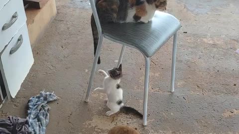 Kitten playing with cat's tail