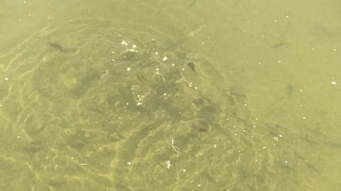 Minnows of the Humber River 12