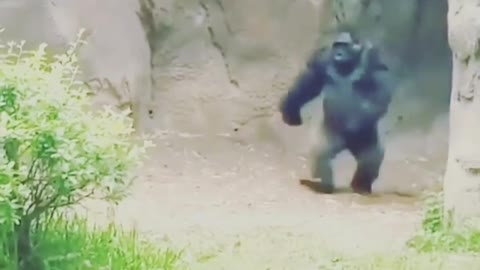 A gorilla walks like a human