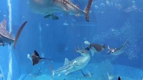 Aquarium in Okinawa Japan