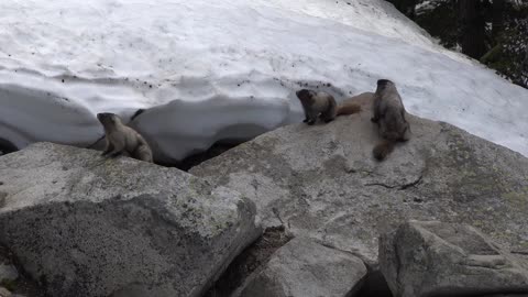 Mountain Moment: Madness of Marmots
