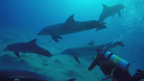 Dolphins swimming with divers in the Red Sea, Eilat Israei