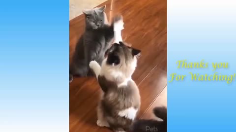 Funniest Cats playing
