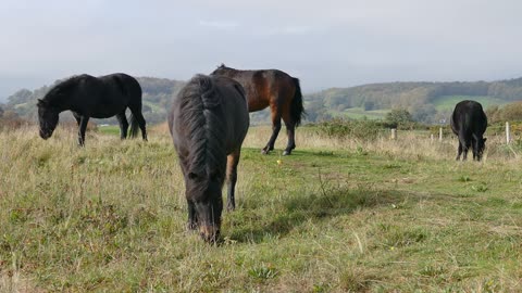 Horse-eating grass in the open field