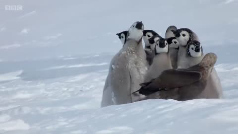 Penguin chicks rescued by unlikely hero | Spy in the Snow