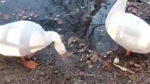 Big White Goose 🦆 Video By Kingdom of Awais