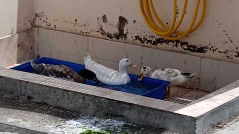 2 Ducks are playing in their small pool!