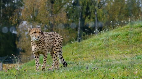 Cheetah Leopard feline carnivore animal FULL HD New 2021