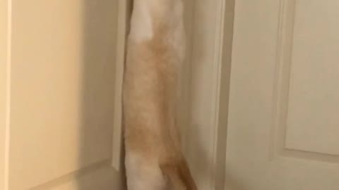 KNOC KNOC Cat tries to open the door
