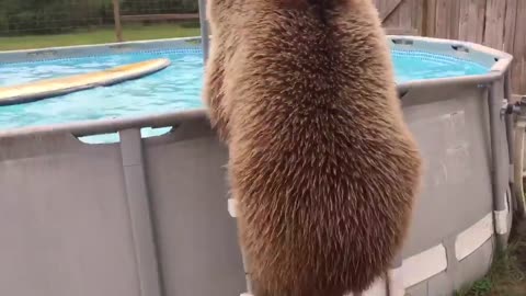 Brown bear takes a swim in the pool