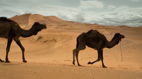 Camels In Desert