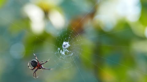 A Spider Building A Web
