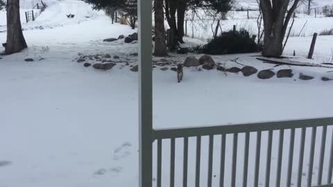 3 WILD COUGARS at the front door