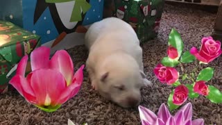 Pure White Siberian Husky puppy for Christmas 2020