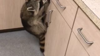 Raccoons Infiltrate Kitchen