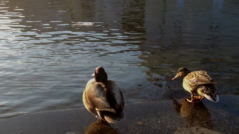 Very Sweet Duck Jumps into the Water in Berlin