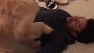 Dog Needs to Be Pet At All Times