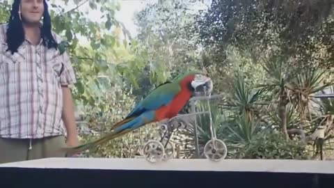 FUNNY PARROTS || Funny BIRDS Compilation Vid