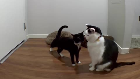 Attempted Kitty Kiss caught on camera