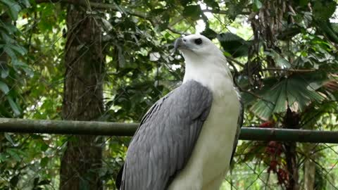 Animal Avian Bald Eagle Bill Bird Bird Cage Bird