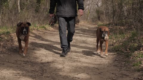 The company of dogs in the woods