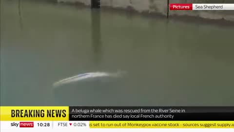 Beluga whale trapped in River Seine dies_batch