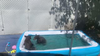 Bears Stop by for a Backyard Swim