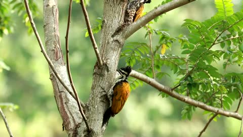 Two woodpeckers on a tree