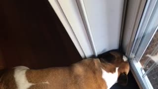 French Bulldog Just Wants to Check the Mail