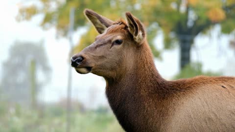 Hirsch Hirsch