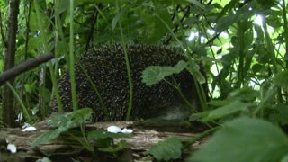 hedgehog in the grass