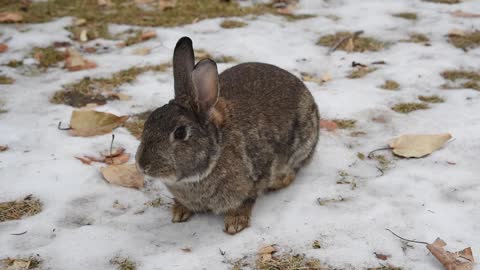 Rabbit Chewing Over The Snow 01