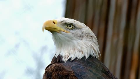 Eagle Up Close