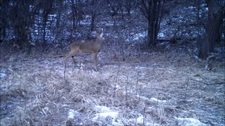 Fred Zeppelin 2022, First Bucks Shed Antlers!