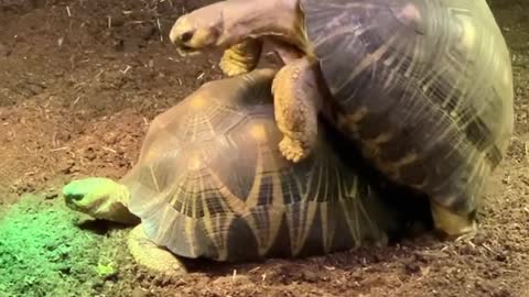 These loving tortoises are Radiated